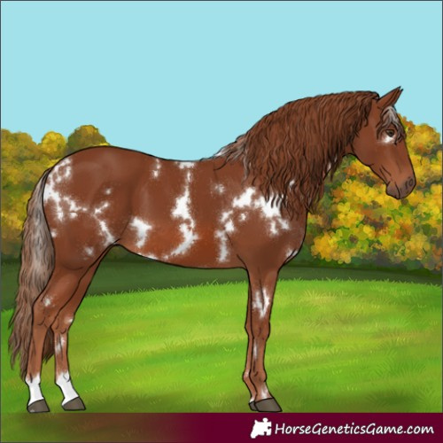 Horse Color:Unknown 