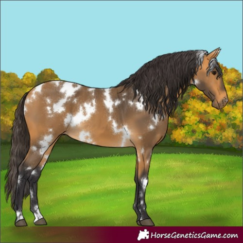 Horse Color:Unknown 