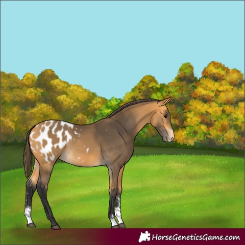 Horse Color:Buckskin Sabino Appaloosa Rabicano 