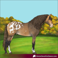 Horse Color:Buckskin Sabino Appaloosa Rabicano