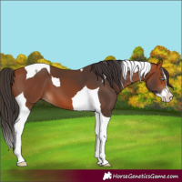 Horse Color:Bay Splash Tobiano 