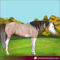 Horse Color:Bay Roan Splash 