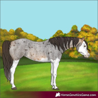 Horse Color:Buckskin Roan Splash