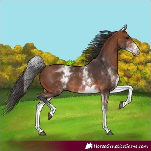 Horse Color:White Spotted Bay