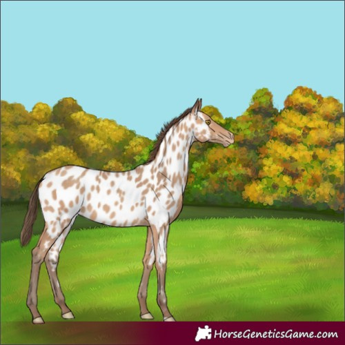 Horse Color:Amber Champagne Appaloosa 