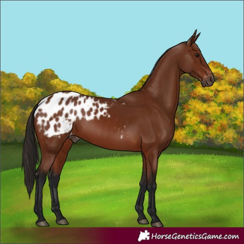 Horse Color:Gray Bay Appaloosa