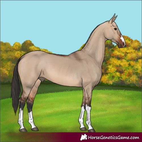 Horse Color:Bay Dun 