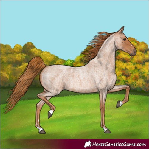Horse Color:Red Roan 