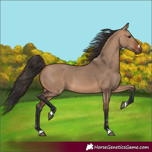 Horse Color:Bay Dun 