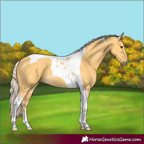 Horse Color:Palomino Tobiano