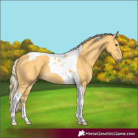 Horse Color:Palomino Tobiano 