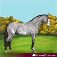 Horse Color:Smoky Grullo Roan Frame 