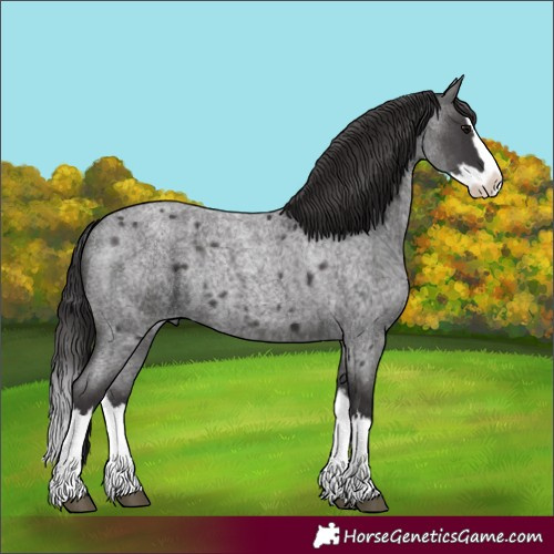 Horse Color:Smoky Blue Roan Splash 