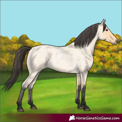 Horse Color:Buckskin Roan 