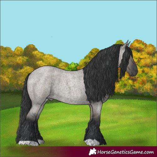 Horse Color:Grullo Roan