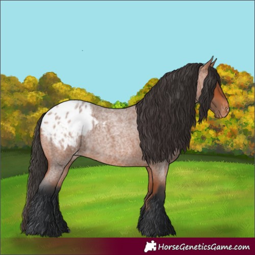 Horse Color:Bay Roan Appaloosa 