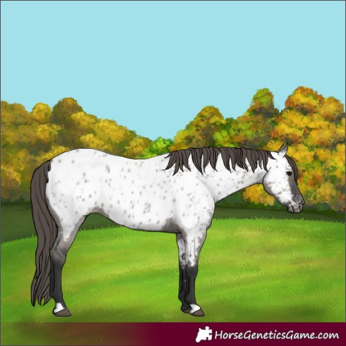 Horse Color:Grullo Roan Appaloosa