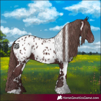 Horse Color:White Spotted Chocolate Smoky Black Blanket 