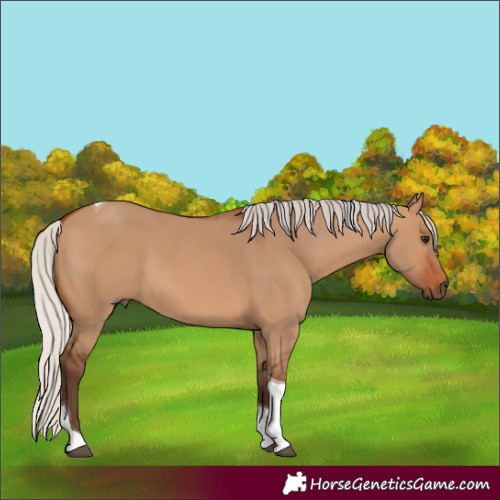 Horse Color:Silver Bay Dun Tobiano 