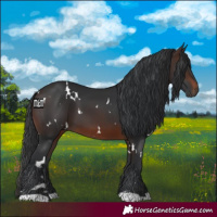 Horse Color:White Spotted Brown 