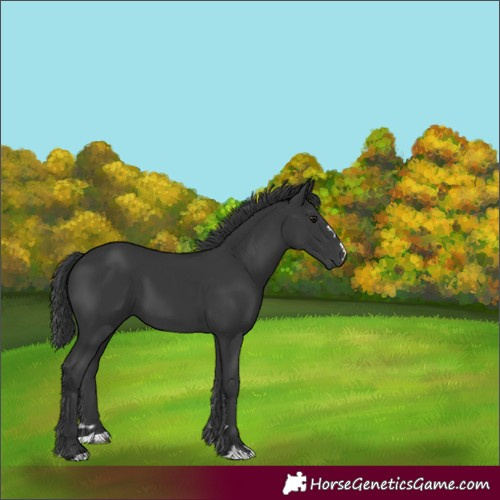 Horse Color:Unknown