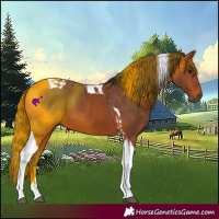 Horse Color:Bay Tobiano 