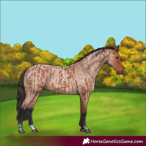 Horse Color:Bay  and Bay Roan 