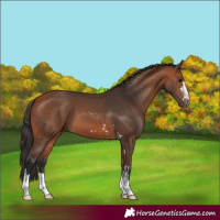 Horse Color:Bay and Bay