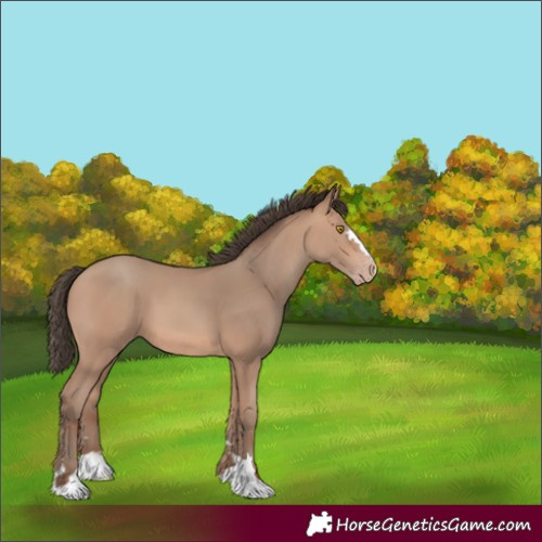 Horse Color:Amber Champagne 