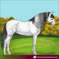 Horse Color:Blue Roan Tobiano Appaloosa Rabicano 