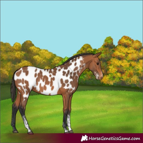 Horse Color:Unknown 