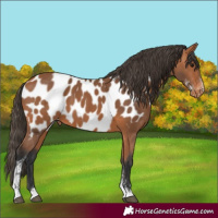 Horse Color:Bay Sabino Appaloosa