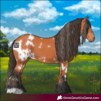 Horse Color:White Spotted Bay
