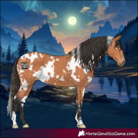 Horse Color:White Spotted Bay