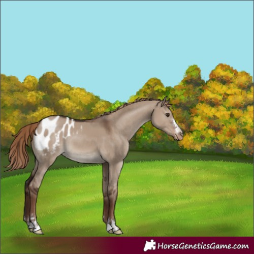 Horse Color:Liver Red Dun Appaloosa