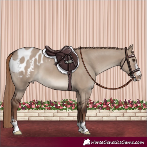 Horse Color:Liver Red Dun Appaloosa 
