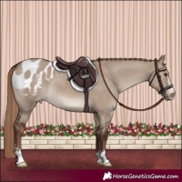 Horse Color:Liver Red Dun Blanket