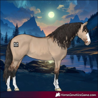 Horse Color:Bay Dun 