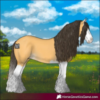 Horse Color:Buckskin Dun Splash