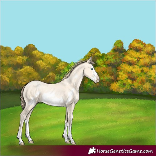 Horse Color:Buckskin Pearl Splash Frame 