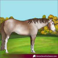 Horse Color:Gray Black Pearl Sabino