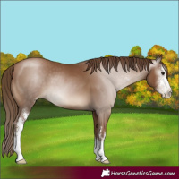 Horse Color:Gray Black Pearl Sabino