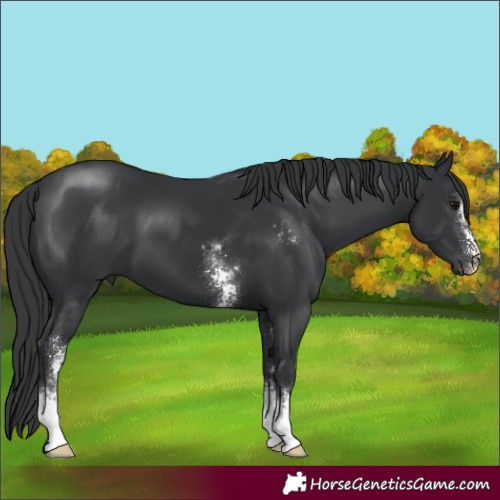 Horse Color:Black Sabino 
