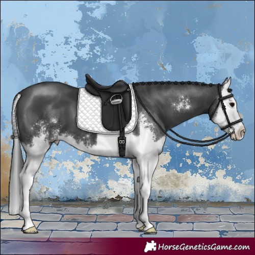 Horse Color:Black Sabino Splash 