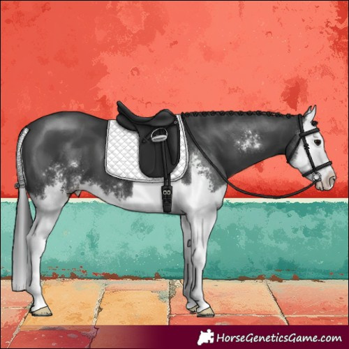 Horse Color:Black Sabino Splash