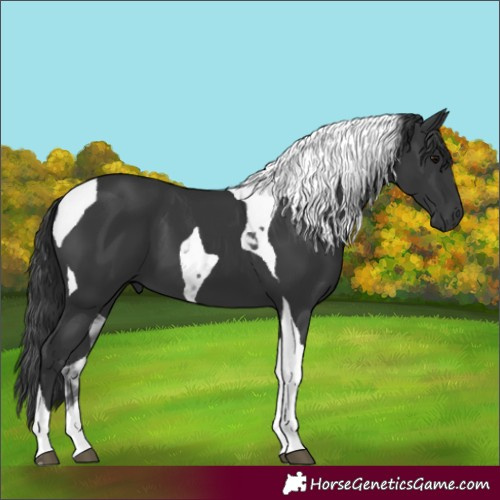 Horse Color:Unknown 