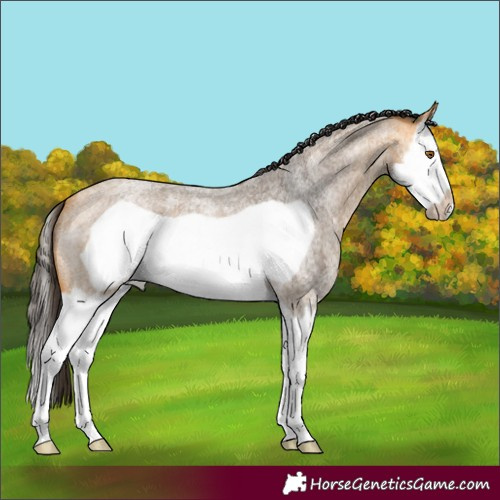 Horse Color:Buckskin Roan Splash Frame