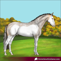 Horse Color:Buckskin Roan Splash Frame
