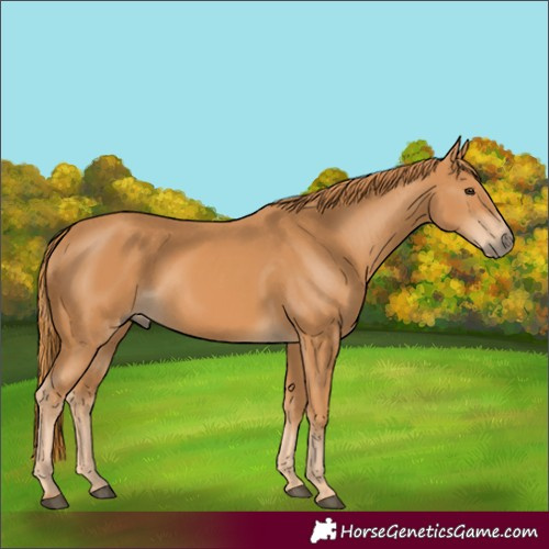 Horse Color:Chestnut 