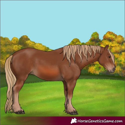 Horse Color:Chestnut 